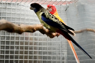 Rosellas