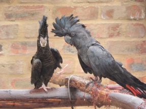 Red-tailed Black Cockatoo