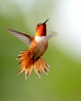 Hummingbird in flight -Photo by Chris LeBoutillier