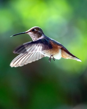 Hummingbird in flight - Photo by Frank Cone