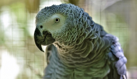 African Grey close up of head