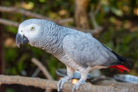 African Grey Parrot on branch