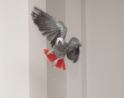 African Grey in flight-dodging wall