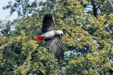 African Grey in flight - outside